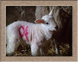 Sheep Photos - 04 - Click To Enlarge
