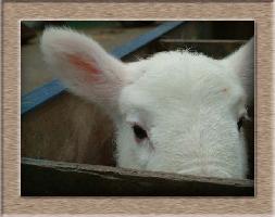 Lamb Photo of Peek A Boo