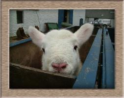 Sheep Photos - Pinky - Click To Enlarge