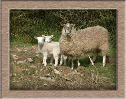 Sheep Photo of Usnmum