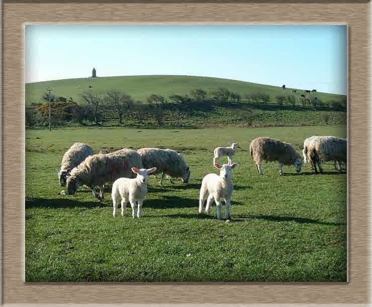 Lamb Photo of Twins