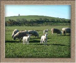 Sheep Photo - Twins Click to Win