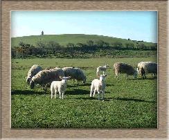 Lamb Photo of Twins