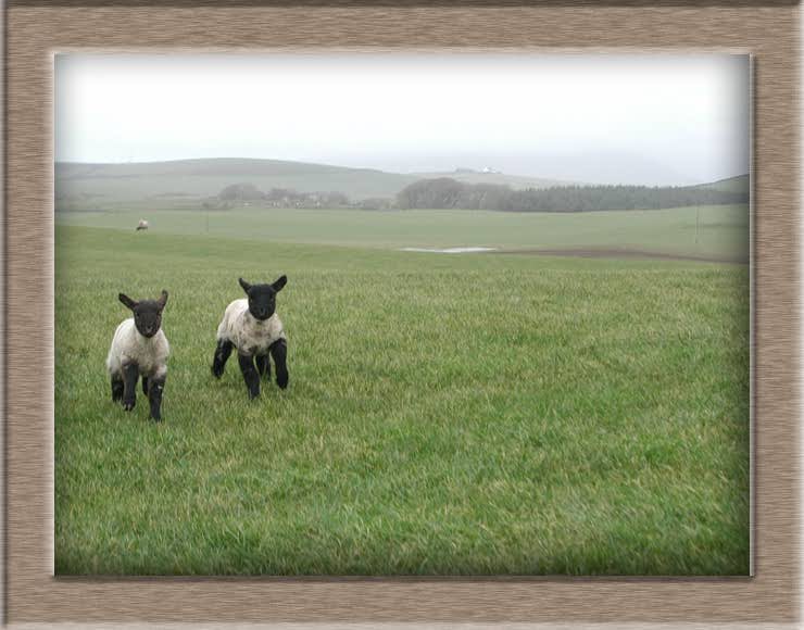 Lamb Photo of Marathon Twins