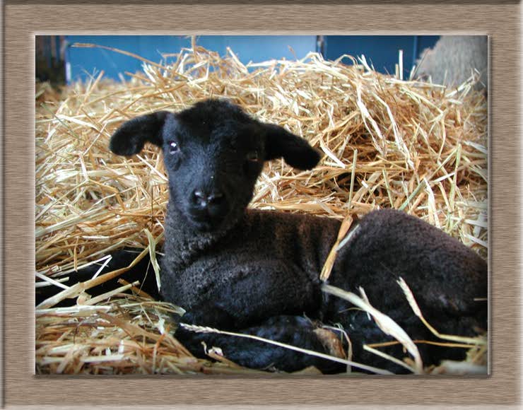 Sheep Photo of Inky