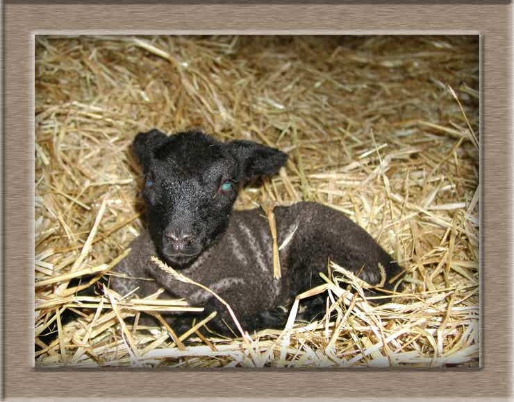 Lamb Photo of Nosey