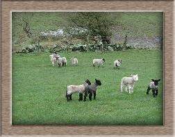 Sheep Photo of Lotsofus