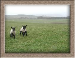 Sheep Photo of Marathon Twins