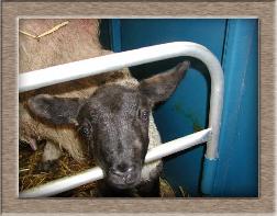 Lamb Photo of Nosey