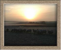 Click to see sheep photo full size