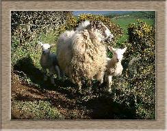 Sheep Photos - Peeky - Click To Enlarge