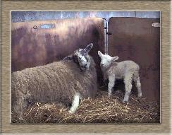 Lamb Photo - Bliss Click to Win