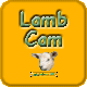 Lamb Cam - Join Adoptafam to view all of the lamb cam photos