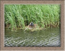 Click to see moorhen full size