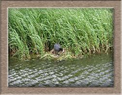 Click to see moorhen full size