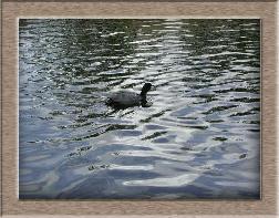 Click to see moorhen full size