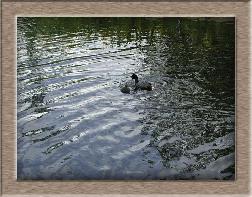 Click to see moorhen full size