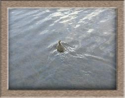 Click to see moorhen full size