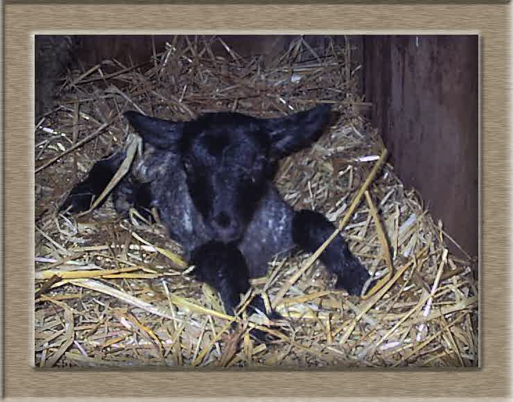 Sheep Photo of Bootsy