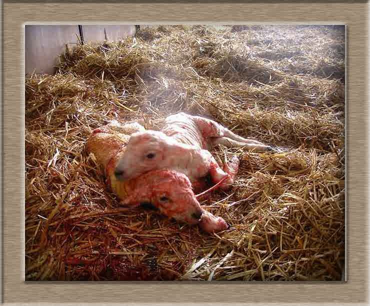 Lamb Photo of Newborn