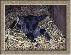 Sheep Photo of Bootsy