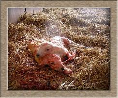 Lamb Photo of Newborn