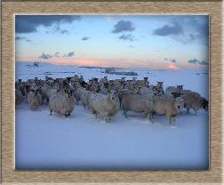 Sheep Postcard Photo