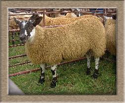 sheep image