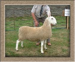 Click to see full size sheep photo