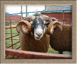 Lamb Photo - Click Curly to Win