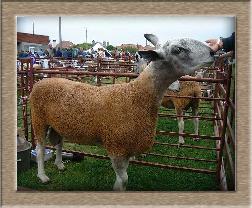Lamb Photo - Click Bertie to Win