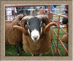 Click to see full size sheep photo