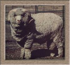 sheep image