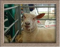 Click to see full size sheep photo