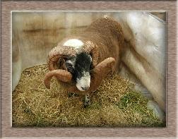 Click to see full size sheep photo