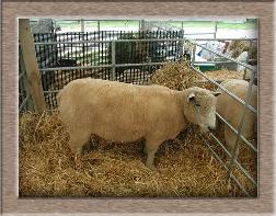 Lamb Photo - Click dANDY to Win