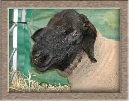 Click to see full size sheep photo