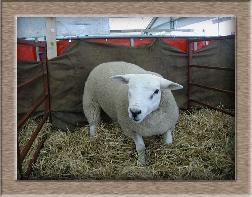 Lamb Photo - Click FuzzerJack to Win