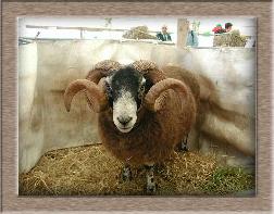 sheep image