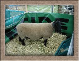 Click to see full size sheep photo