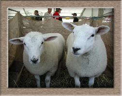 Lamb Photo - Click Shamus to Win
