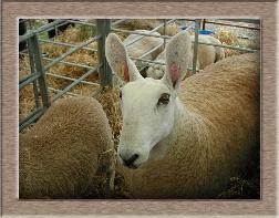 Click to see full size sheep photo