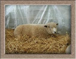 Lamb Photo - Click Barnie to Win