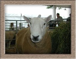 Click to see full size sheep photo