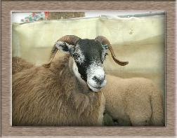 Click to see full size sheep photo