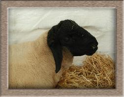 Lamb Photo - Click Bernie to Win