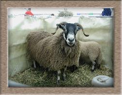 sheep image