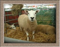 Lamb Photo - Click Lamby to Win