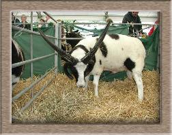 sheep image