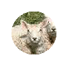 Sheep Sounds